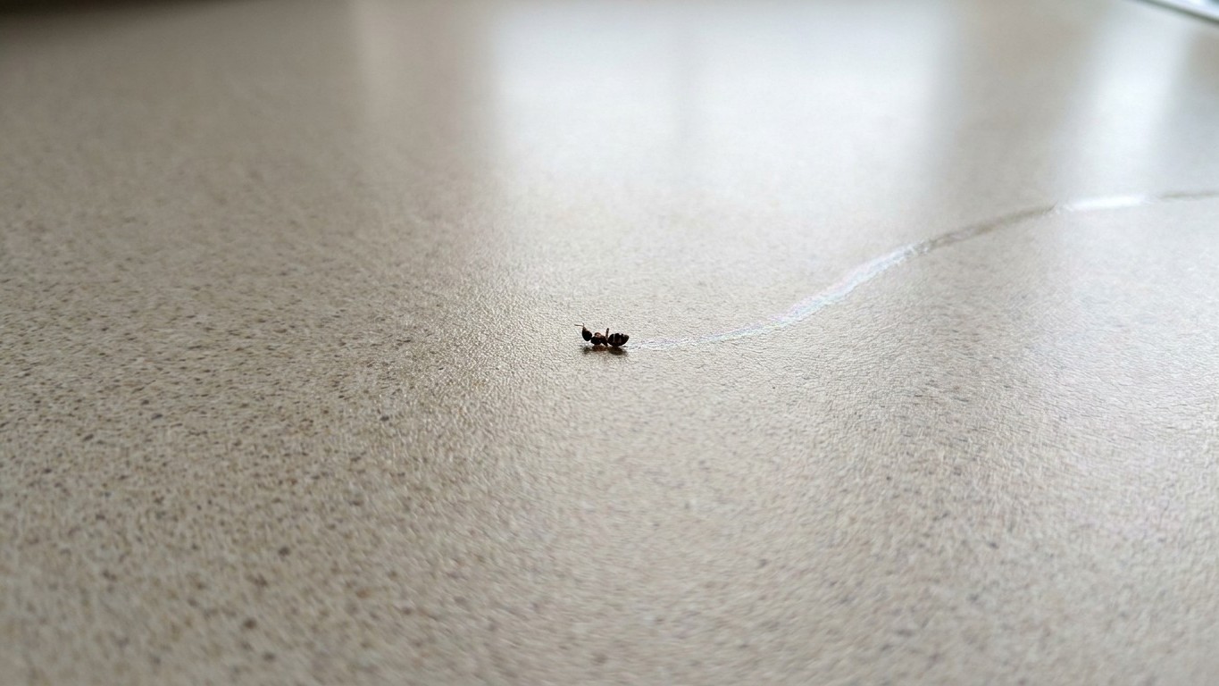 « I thought they were just after the crumbs »: why squashing an ant on the worktop leaves the trail completely intact